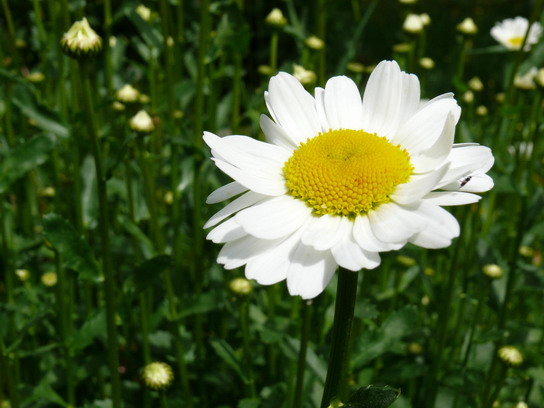 Лидерская программа